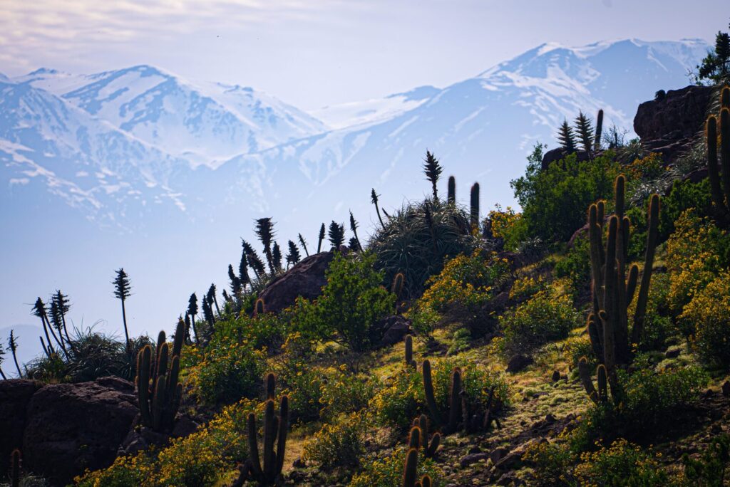 Parque La Giganta. Créditos: Más Verde. Cedida por Fundación Tierra Austral.