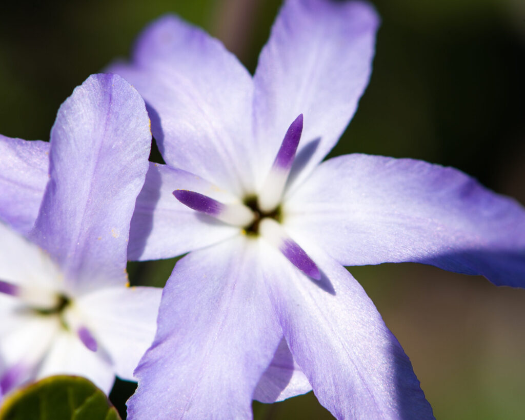 Leucocoryne violacescens en Petorca. Foto:  Nicolás Villaseca.