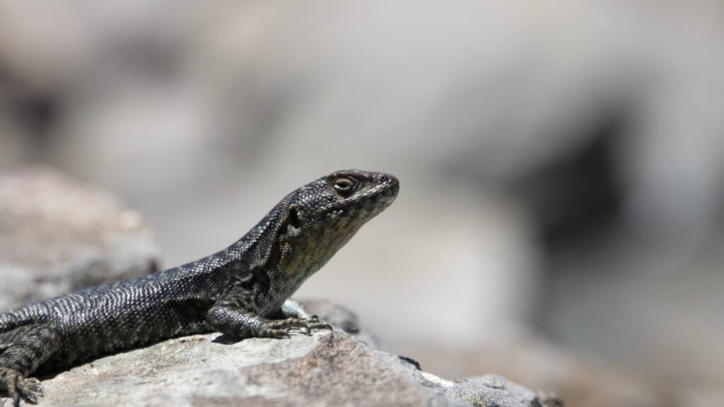 Lagartija Negroverdosa