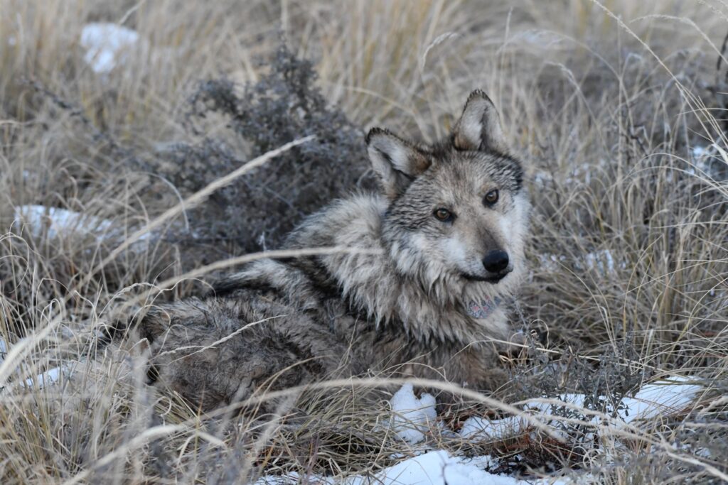 Lobo mexicano en Arizona