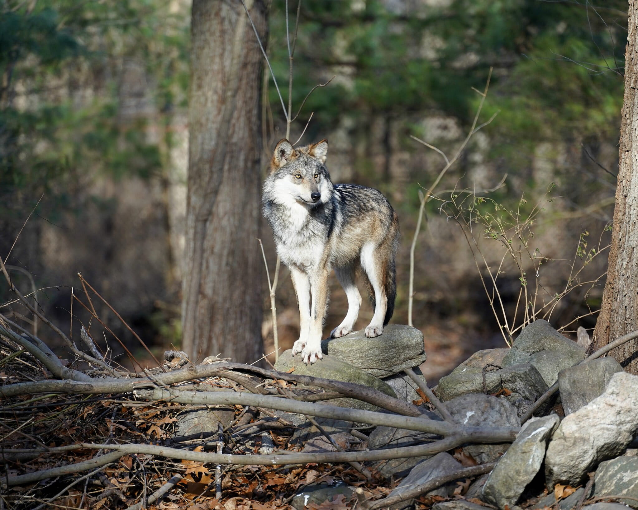 Lobo mexicano: Crecen los riesgos genéticos, conflictos con la ganadería y amenaza legal a 28 años de su reinserción