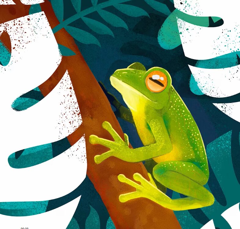 La rana de torrente de Maycú (Hyloscirtus maycu) es una especie diminuta, recientemente descubierta, que mide menos de cinco centímetros de largo. Se encuentra en la Reserva Maycú, en la selva amazónica del sur de Ecuador (Ilustración: Pablo Ruiz Teneb / Dialogue Earth; Audio: Pontificia Universidad Católica del Ecuador (PUCE) / BioWeb)