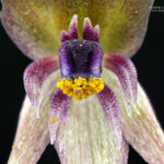 Miersia nahuelbutensis. Créditos: Vicente Matías Valdés Guzmán (@vicentevaldesguzmanphotography).