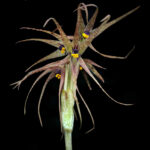 Miersia nahuelbutensis. Créditos: Vicente Matías Valdés Guzmán (@vicentevaldesguzmanphotography).