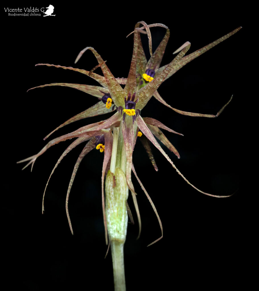 Miersia nahuelbutensis. Créditos: Vicente Matías Valdés Guzmán (@vicentevaldesguzmanphotography).