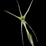 Miersia nahuelbutensis. Créditos: Vicente Matías Valdés Guzmán (@vicentevaldesguzmanphotography).