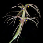 Miersia nahuelbutensis. Créditos: Vicente Matías Valdés Guzmán (@vicentevaldesguzmanphotography).