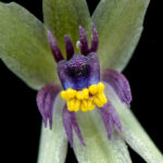 Miersia nahuelbutensis. Créditos: Vicente Matías Valdés Guzmán (@vicentevaldesguzmanphotography).