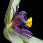 Miersia nahuelbutensis. Créditos: Vicente Matías Valdés Guzmán (@vicentevaldesguzmanphotography).