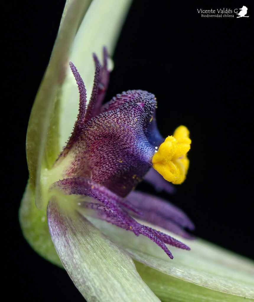 Miersia nahuelbutensis. Créditos: Vicente Matías Valdés Guzmán (@vicentevaldesguzmanphotography).