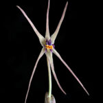 Miersia nahuelbutensis. Créditos: Vicente Matías Valdés Guzmán (@vicentevaldesguzmanphotography).