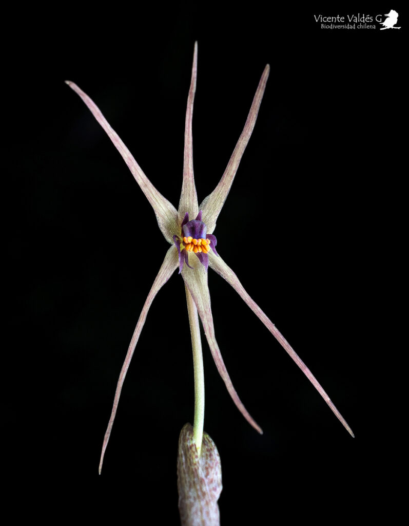 Miersia nahuelbutensis. Créditos: Vicente Matías Valdés Guzmán (@vicentevaldesguzmanphotography).