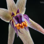 Miersia nahuelbutensis. Créditos: Vicente Matías Valdés Guzmán (@vicentevaldesguzmanphotography).