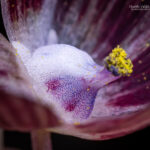 Miersia subandina. Créditos: Vicente Matías Valdés Guzmán (@vicentevaldesguzmanphotography).