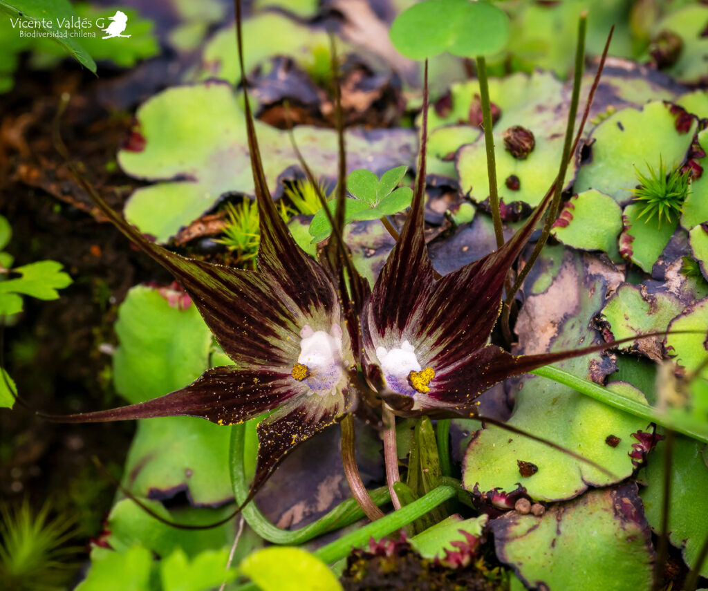 Miersia subandina. Créditos: Vicente Matías Valdés Guzmán (@vicentevaldesguzmanphotography).