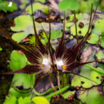 Miersia subandina. Créditos: Vicente Matías Valdés Guzmán (@vicentevaldesguzmanphotography).