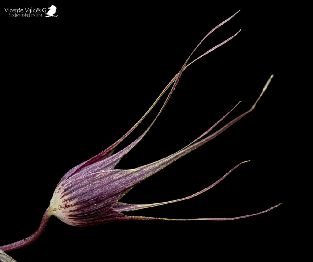 Miersia subandina. Créditos: Vicente Matías Valdés Guzmán (@vicentevaldesguzmanphotography).