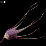 Miersia subandina. Créditos: Vicente Matías Valdés Guzmán (@vicentevaldesguzmanphotography).