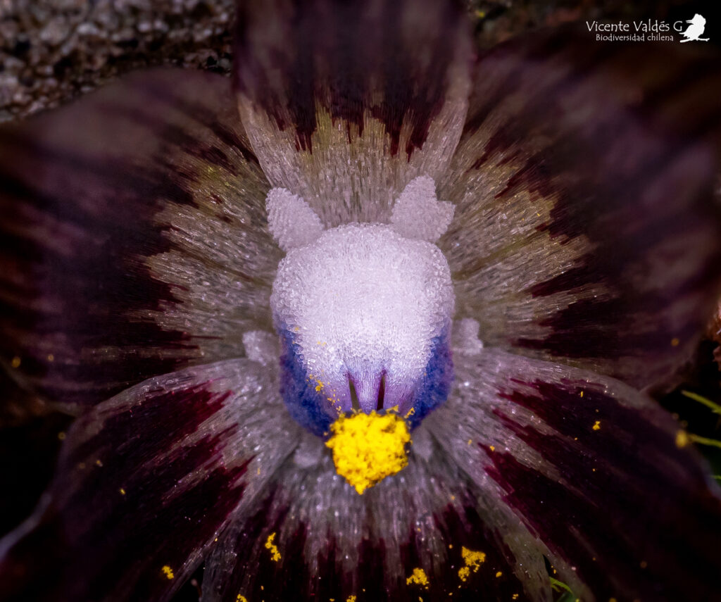 Miersia subandina. Créditos: Vicente Matías Valdés Guzmán (@vicentevaldesguzmanphotography).