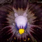 Miersia subandina. Créditos: Vicente Matías Valdés Guzmán (@vicentevaldesguzmanphotography).