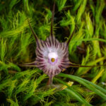 Miersia subandina. Créditos: Vicente Matías Valdés Guzmán (@vicentevaldesguzmanphotography).