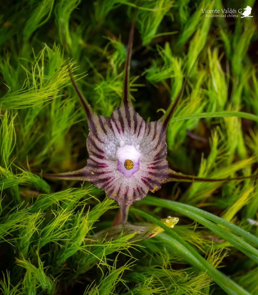 Miersia subandina. Créditos: Vicente Matías Valdés Guzmán (@vicentevaldesguzmanphotography).