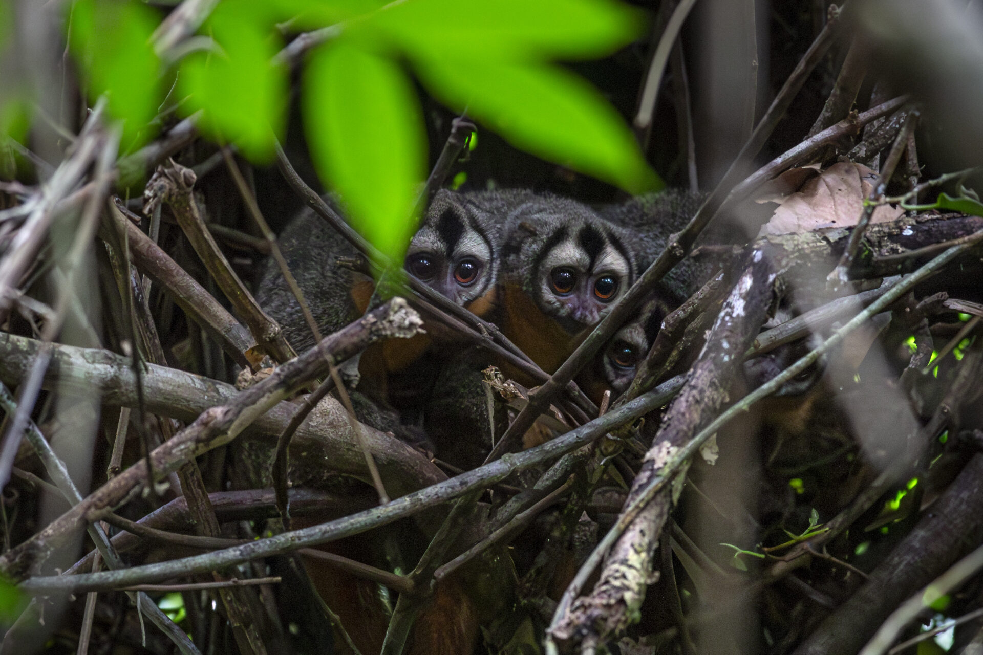 PERÚ | Reconocen proyecto que impulsa el estudio de los ocho primates de Tambopata y permite a viajeros ser parte de la experiencia