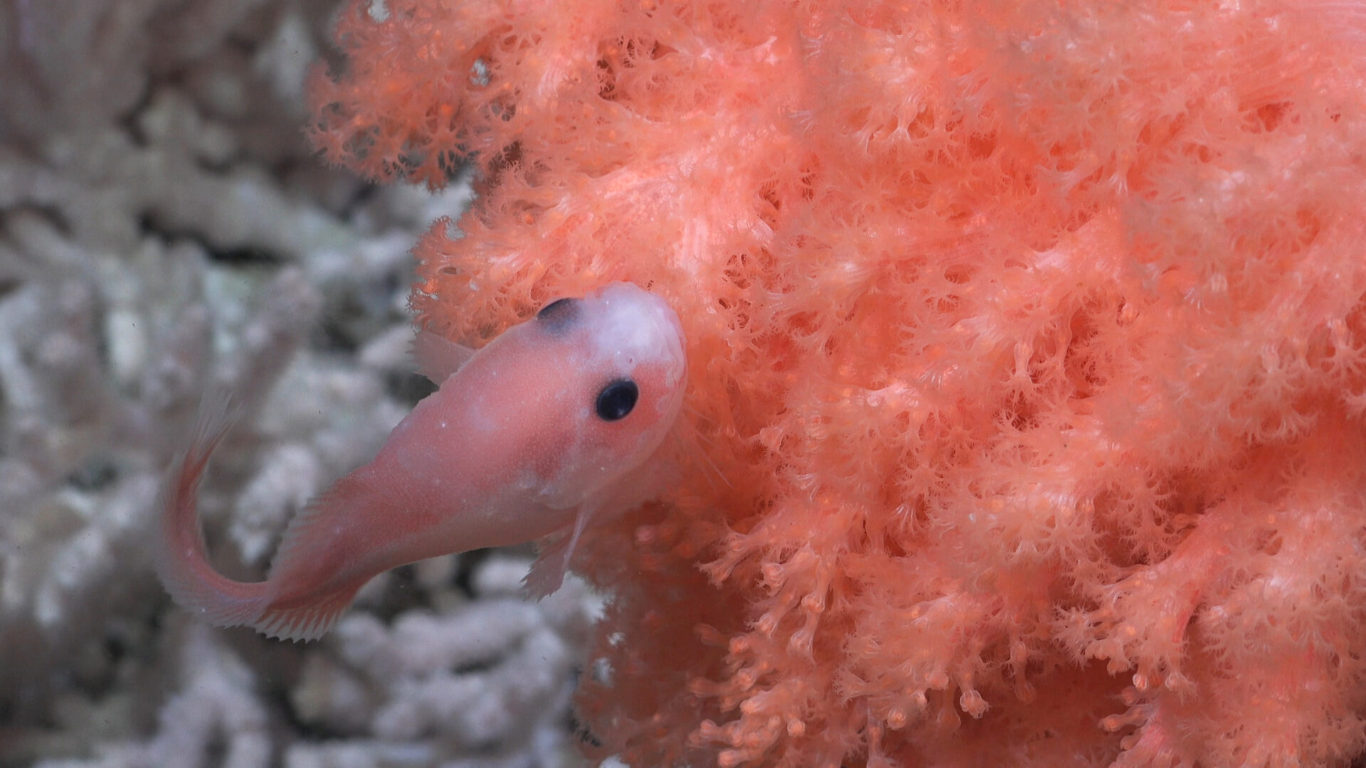 ¡Como de otro planeta! Expedición submarina revela la impresionante biodiversidad del fondo marino argentino