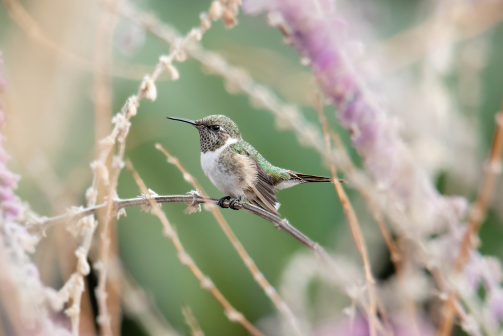 Solo quedan 400: Crean microreserva de más de 15 hectáreas para proteger al picaflor de Arica