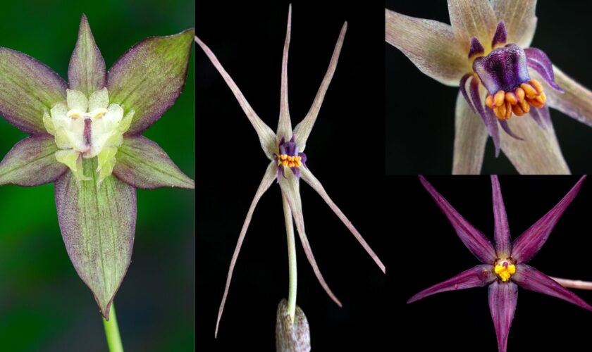 Pequeñas, únicas y amenazadas: Descubren cuatro nuevas especies de plantas en Chile central