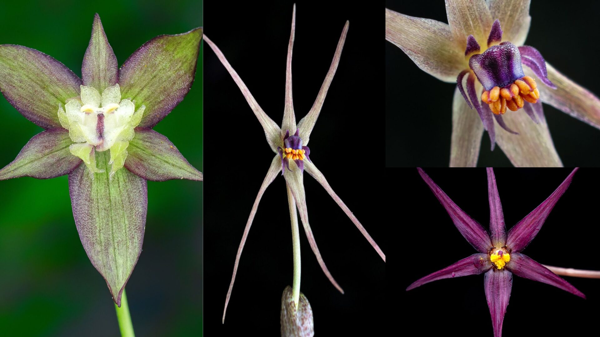 Pequeñas, únicas y amenazadas: Descubren cuatro nuevas especies de plantas en Chile central