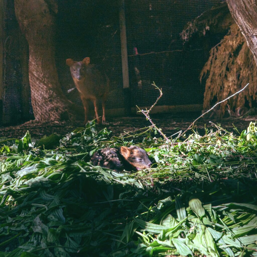 Pudini fue una pudú que se logró rescatar