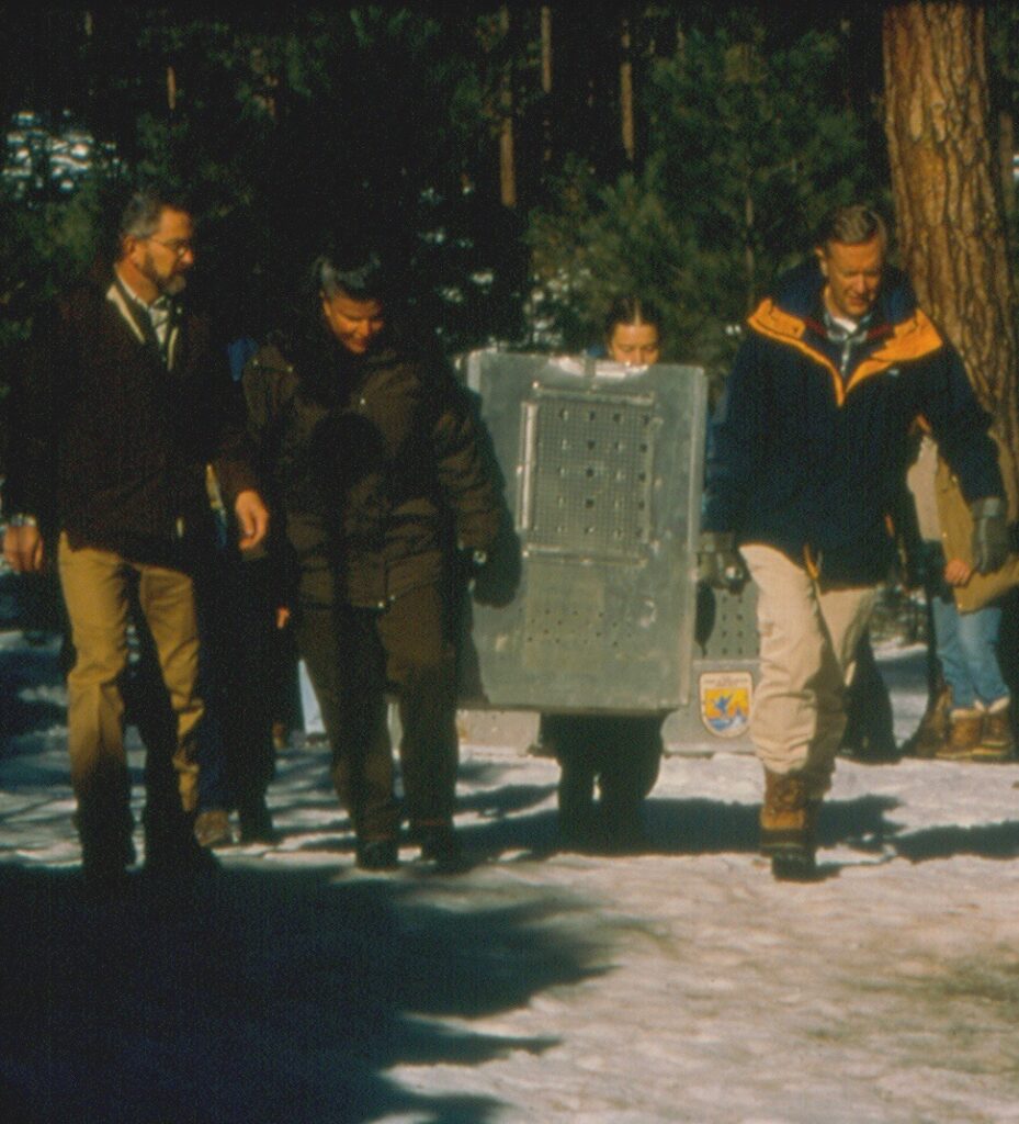 Reinserción de lobos