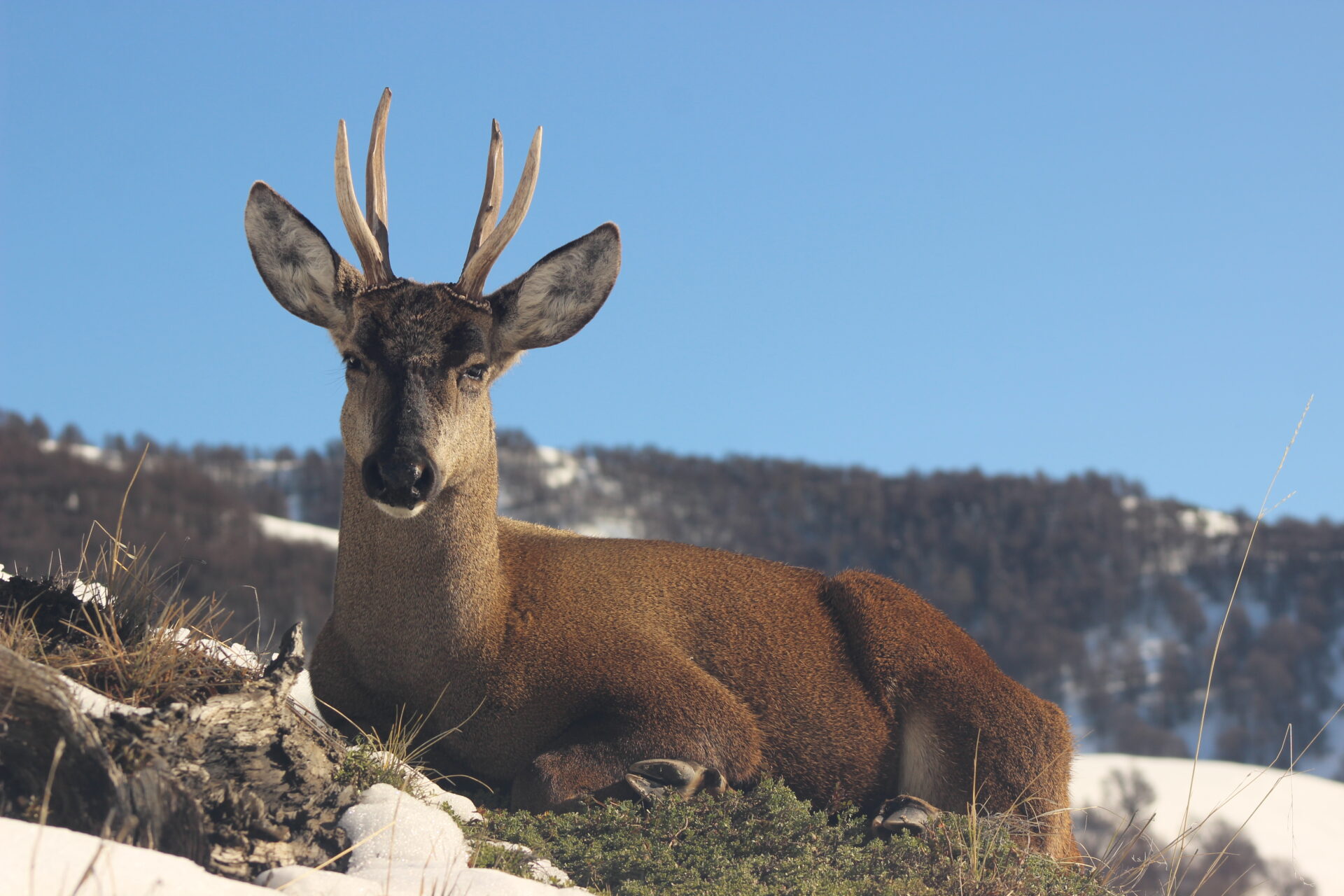 OPINIÓN| Inicio del SBAP: momento histórico para nuestras áreas protegidas