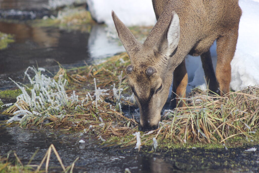 Monitoreo de huemules en parques nacionales.