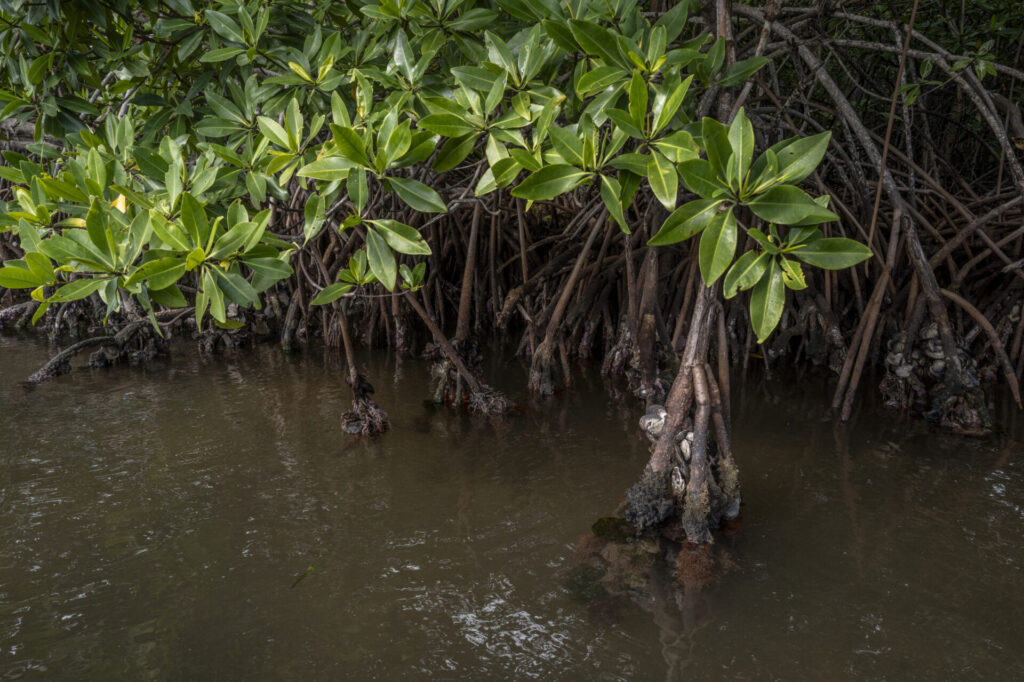Reserva de Biosfera de Seaflower en Colombia. Créditos: fotografo Federico Rios.