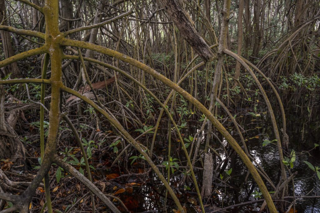 Reserva de Biosfera de Seaflower en Colombia. Créditos: fotografo Federico Rios.