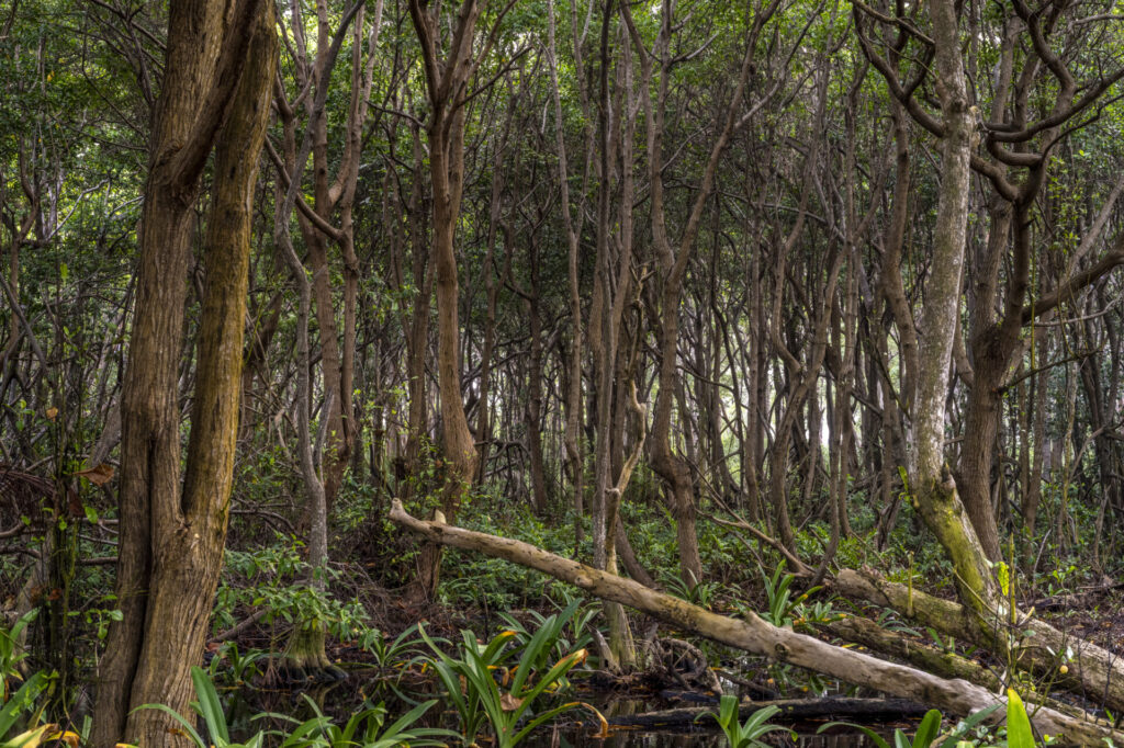 Reserva de Biosfera de Seaflower en Colombia. Créditos: fotografo Federico Rios.