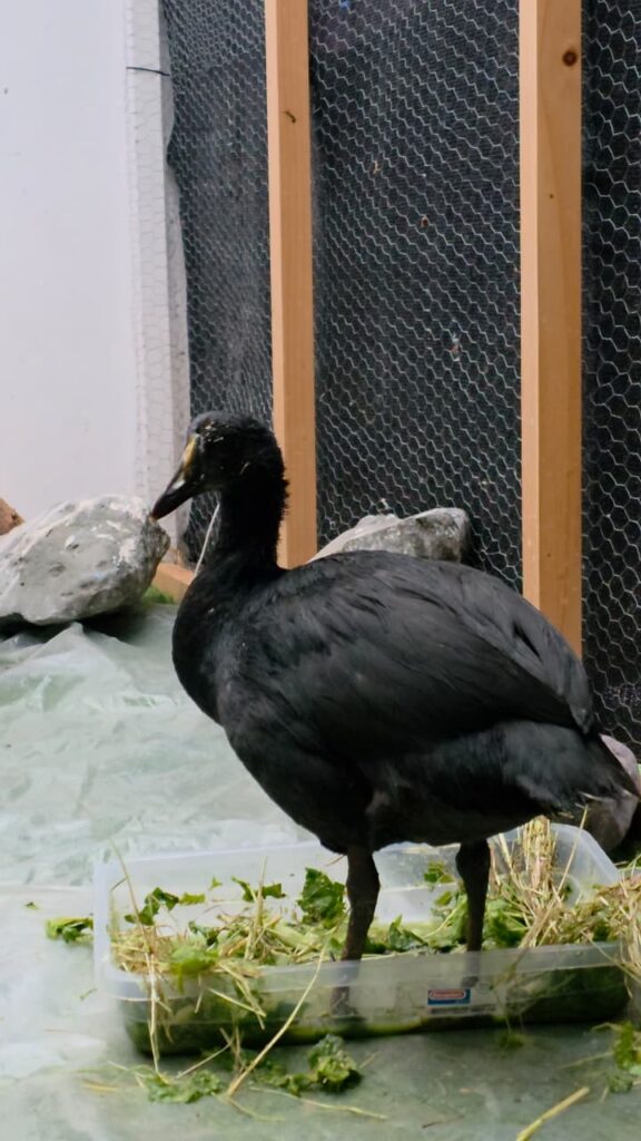 Rehabilitación de la Tagua en recinto externo.