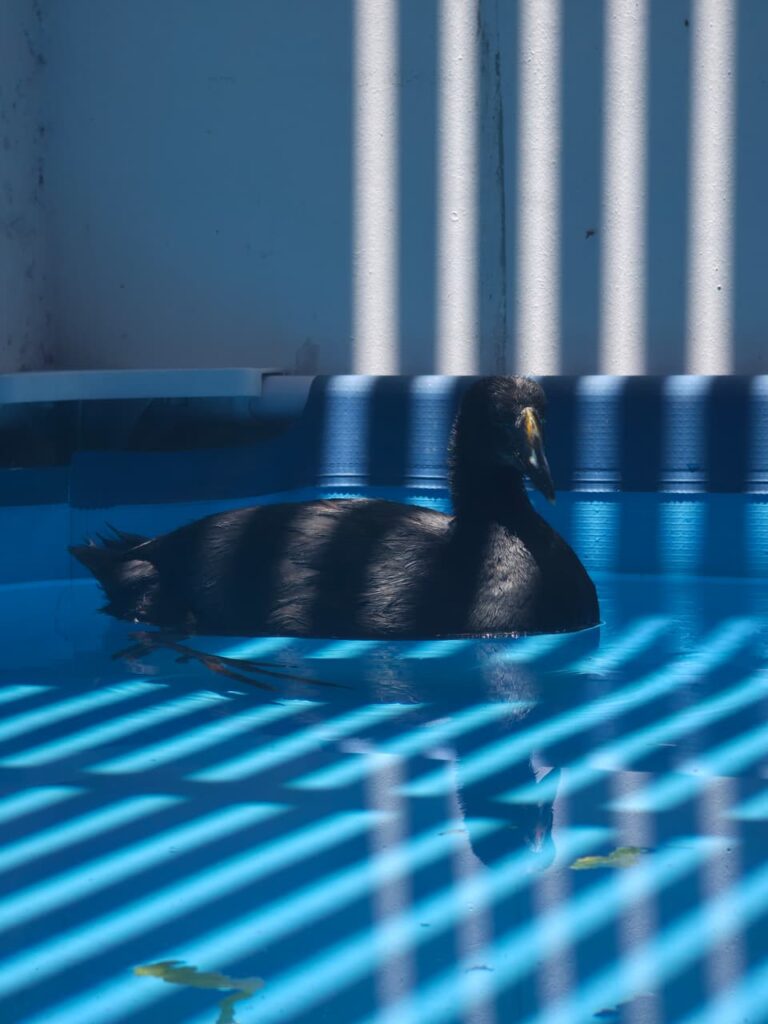 Reincorporación paulatina del agua a un ambiente marino.