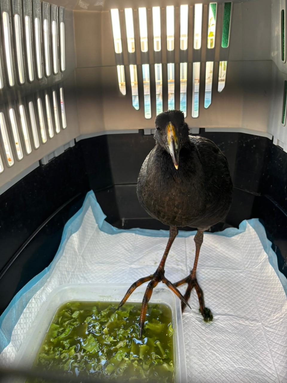 Una historia de esperanza y rehabilitación exitosa: Liberan a tagua gigante afectada por derrame de aceite en el lago Chungará