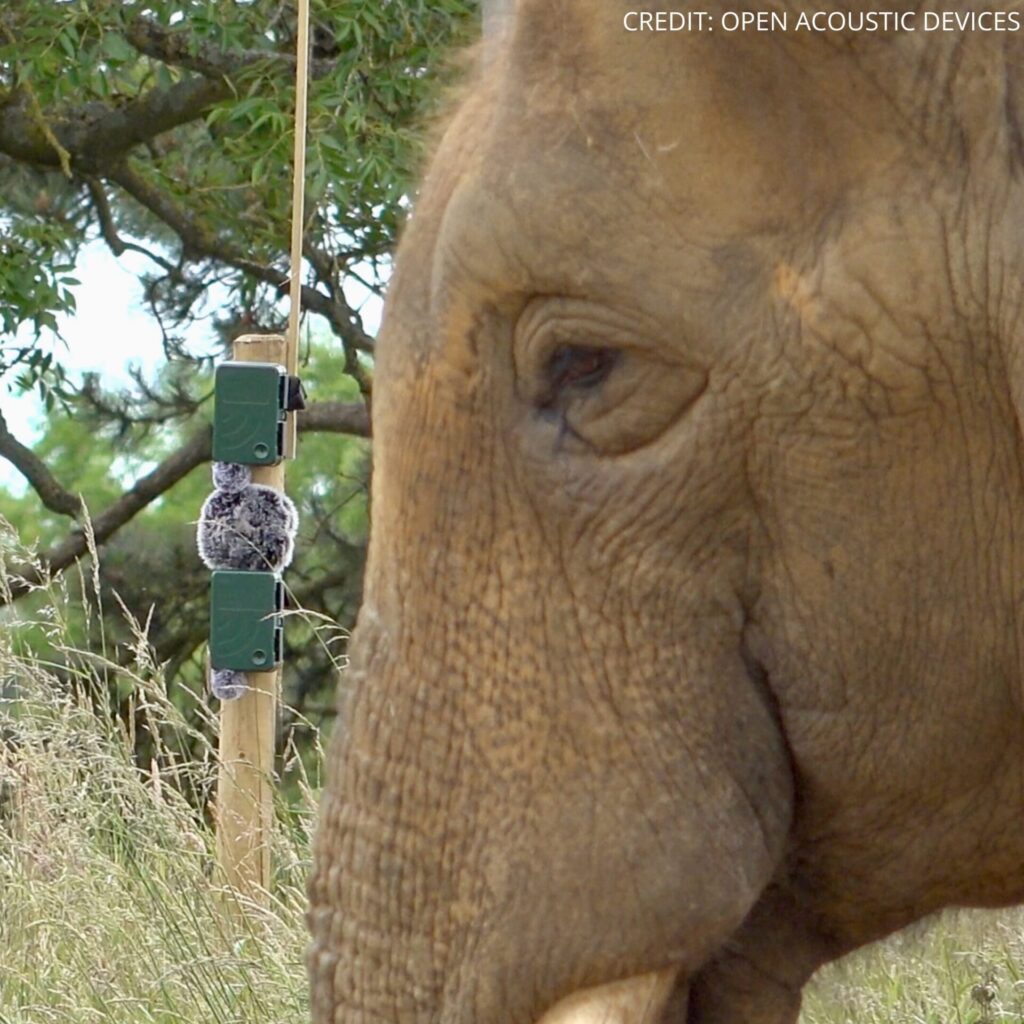 Uso de micrófonos para registrar elefantes.