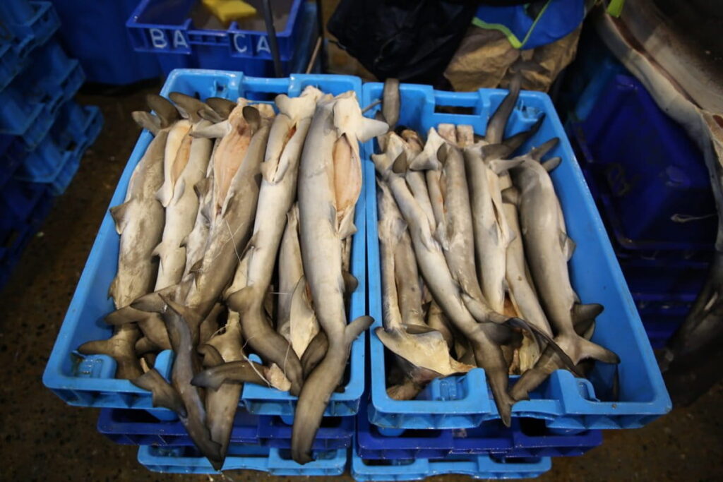 Tiburones vendidos en el mercado
