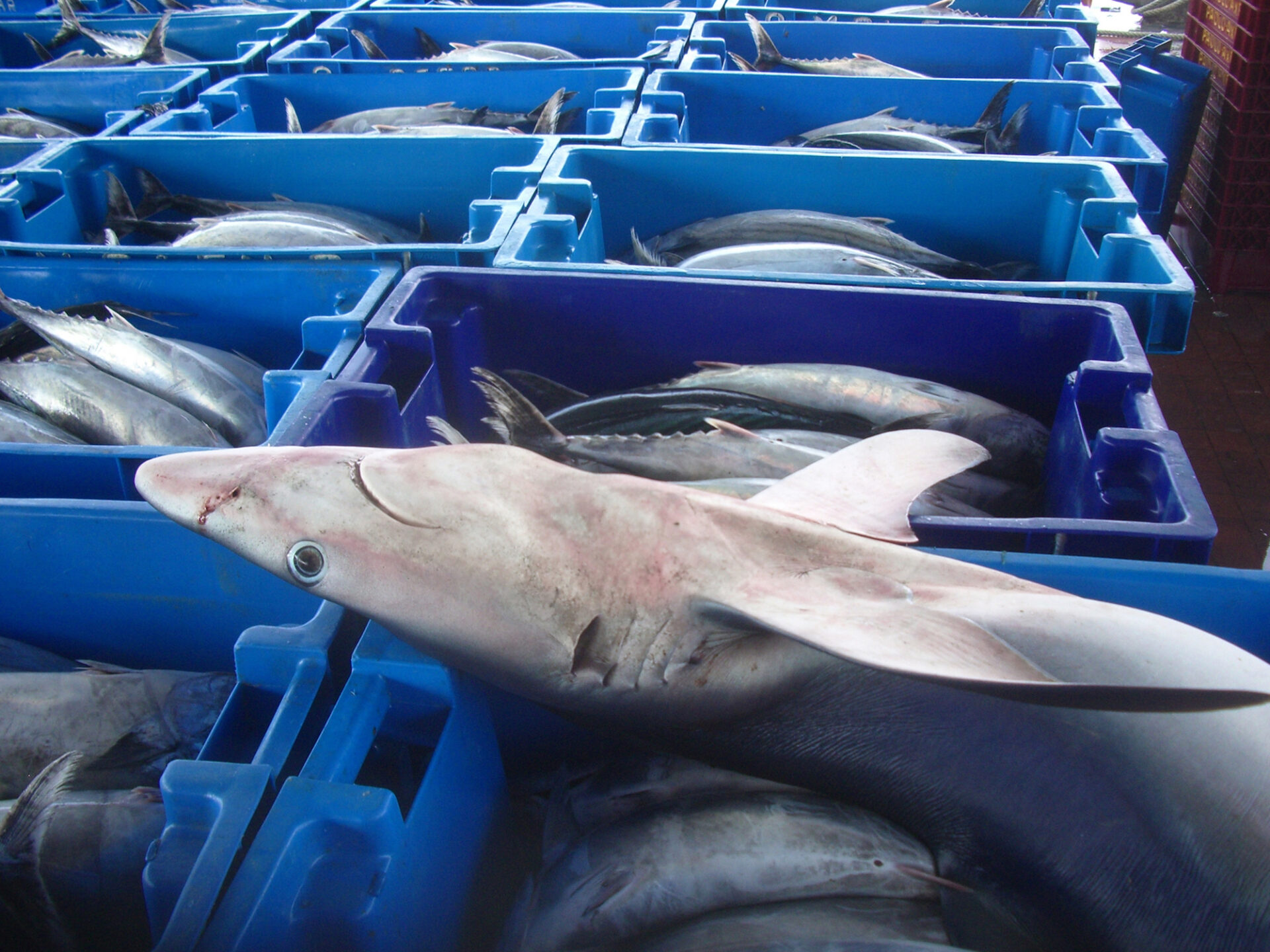¿Qué pescados estás comiendo? Fraude y mal etiquetado amenazan a los tiburones en Perú