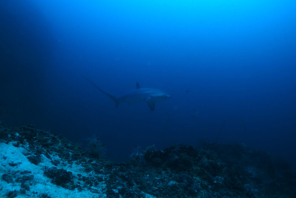 tiburon-zorro-pelagico-alopias-pelagicus
