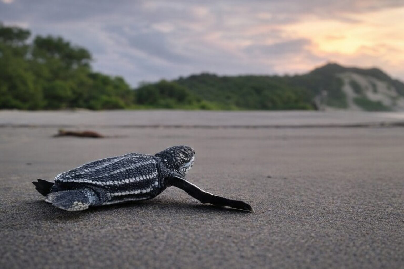 Sin playas ni protección legal: La odisea de las tortugas marinas más grandes del mundo para anidar en Ecuador
