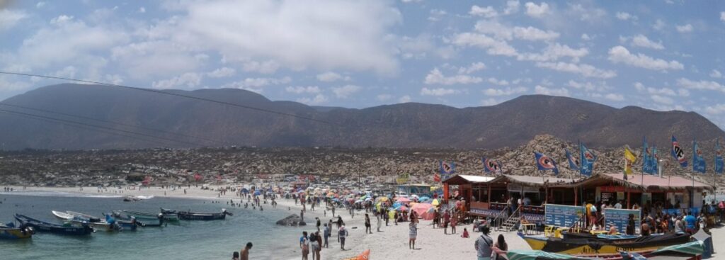 Totoralillo. Créditos (CC BY): Ivotoledo45 (Wikimedia).