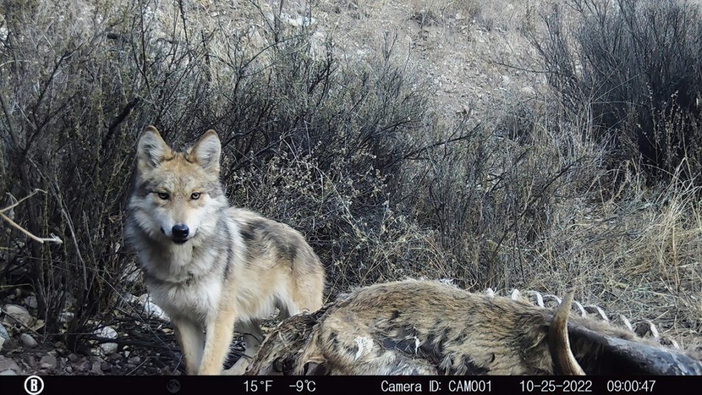 Trapcam lobo mexicano