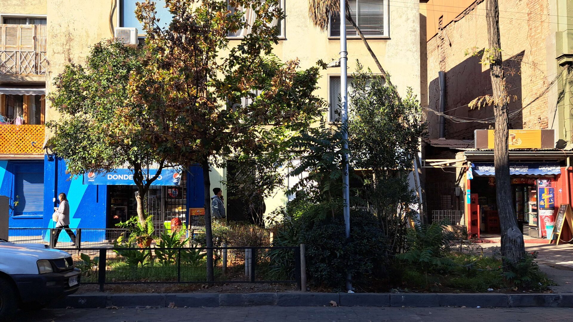 Santiago es un mosaico verde: estudio revela la curiosa distribución de la flora en la capital