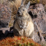 Vizcacha. Foto: Eduardo Muñoz.